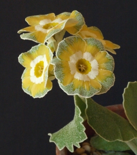 Primula auricula Clouded Yellow
