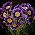 Primula auricula Dilly Dilly