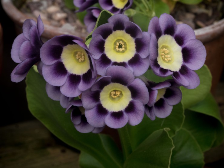 Primula auricula Dilly Dilly